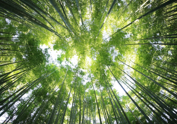 Environmental Policy